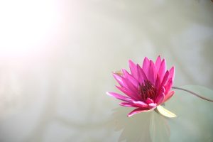 Real Lotus365 App Download: Step-by-Step Guide for India (2026)